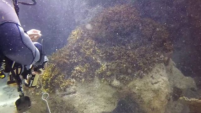 diving in el quseir - Mövenpick Resort смотреть онлайн