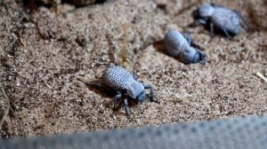 NEW DESERT  Habitat Box