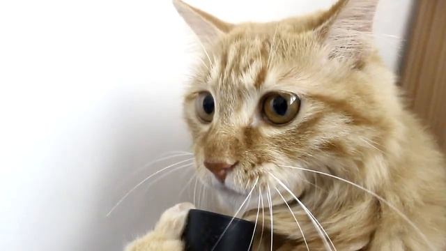 Кот и пылесос смотреть онлайн