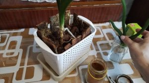 Орхидея Ванда желтит листья 😳 Что делать 🤔