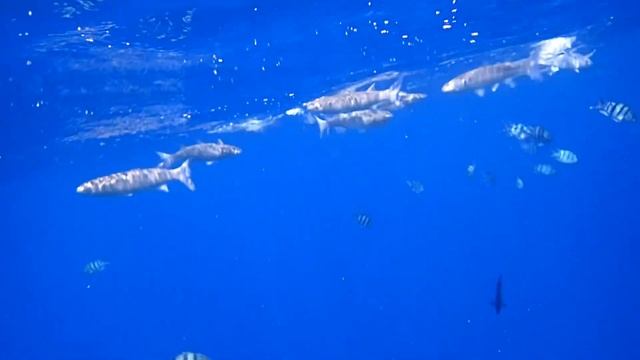 Snorkeling Mangrove bay 2019 - Marsa Alam part. 5/5 (de l'autre coté de la baie) - Egypte смотреть онлайн