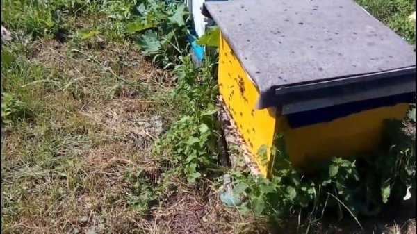 Роение пчёл