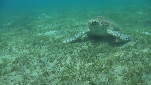Морская черепаха. Марса Алам. смотреть онлайн