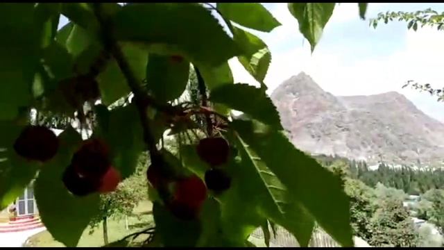 Cherry Fruit Season in Pakistan | Skardu Gilgit-Baltistan смотреть онлайн