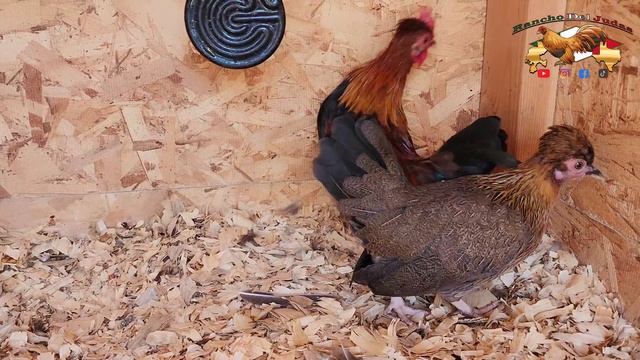 Fawn Silver Toppy proyecto! Ep.100 смотреть онлайн