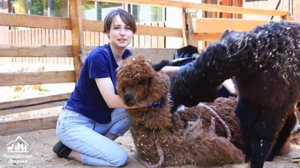 Стрижка альпака // Городская ферма на ВДНХ