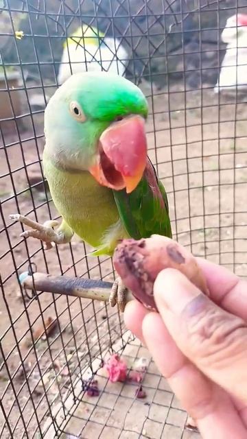 #Shorts Parrot Voice || Parrot Video || Parrot Talking || Parrot Dance || Funny Parrot || #Parrot смотреть онлайн