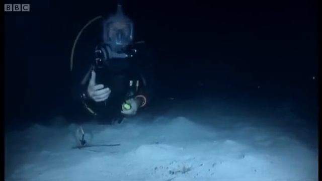 Mantis Shrimps | Deadly 60 | BBC Earth смотреть онлайн