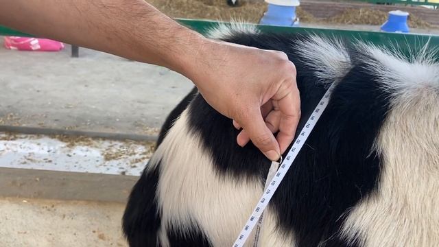 How to measure weight of calfs,heifers,cows.#dairyfarming #agriculture #farming #cow #tractor смотреть онлайн