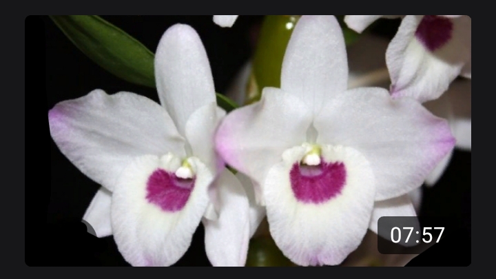 Итог реанимации крайних задних бульб дендробиума Нобиле. Часть 5