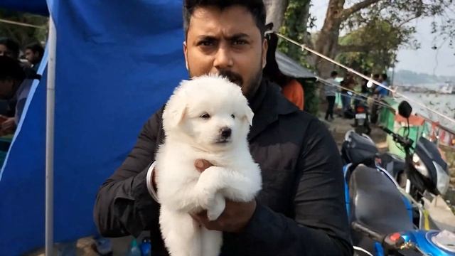 dog market in kolkata | Serampore Pet Market | Serampore Dog Market | Kolkata Dog Market | Dogs смотреть онлайн