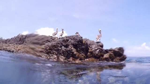 Snorkeling TRIBORD Mask смотреть онлайн