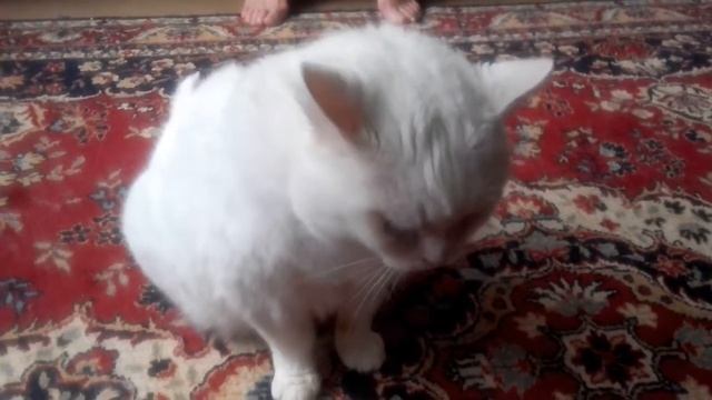 20-летний Котик Пушок весом 10 кг. смотреть онлайн