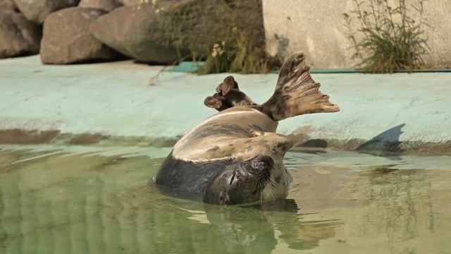 Grey seal . Серый тюлень смотреть онлайн