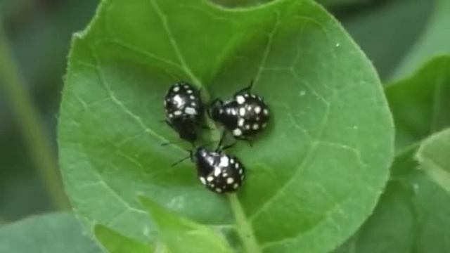 Hétéroptère смотреть онлайн