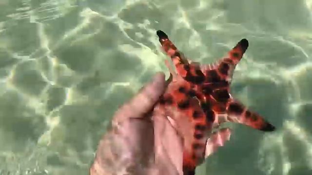 Фукуок пляж с морскими звездами