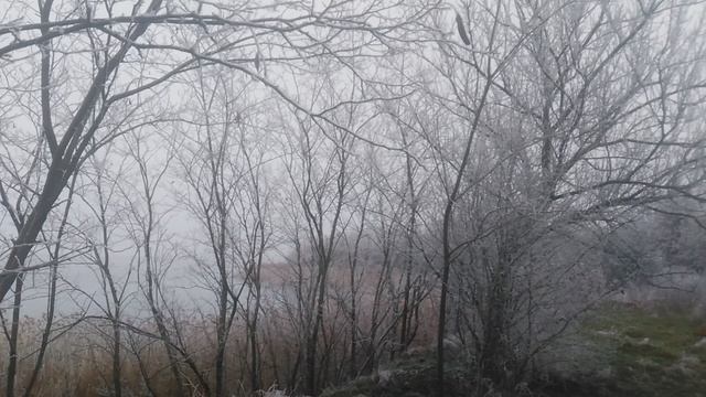 Зима VID_20250116_164914