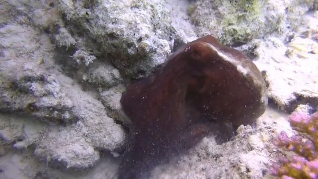 Marsa Alam - Port Ghalib, Sataya, Marsa Mubarak, Abu Dabbab - The Wonderful Red Sea Wildlife смотреть онлайн