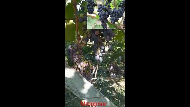 Про виноград Молдова