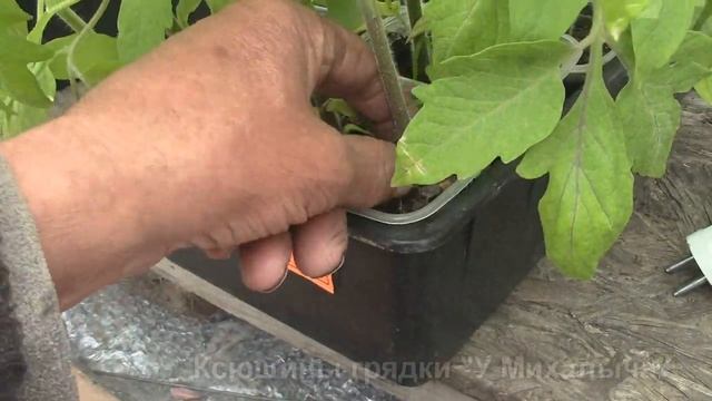 ВЕСНА  МАЙ.  Рассада перед посадкой.  часть3