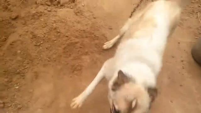 Шапочку не нашли привезли симбу. Мою симбу нашли осинное гнездо смотреть онлайн