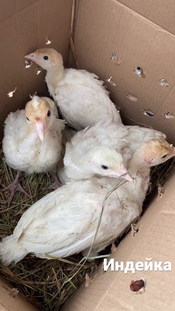 #индейка#цыплята#индюшата смотреть онлайн