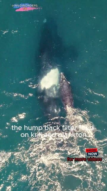 Discover the World of Whales: Magnificent Marine Mammals #facts #whales #nature #wildlife #oceanlif смотреть онлайн