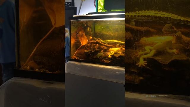 Aguas Negras Con Cometa