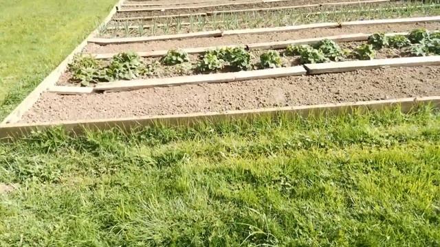 Дачные будни 4 мая. Традиционные майские заморозки. Растения в теплице. Купила новую алычу. смотреть онлайн