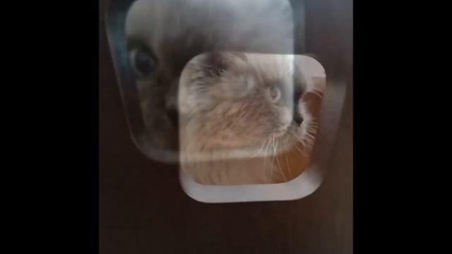 Alisa the Space Cat / Алиса летит в космос :)) смотреть онлайн
