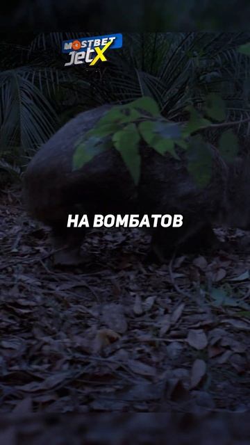 Пятнистохвостая сумчатая куница - жестокий хищник #планетаземля #животные #опасныеживотные #shorts