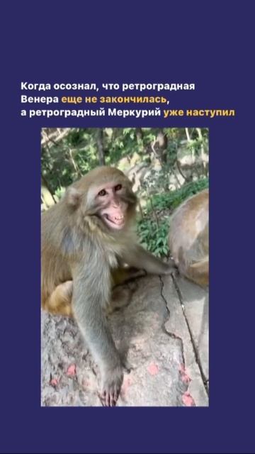 Когда осознал, что ретроградная Венера еще не закончилась, а ретроградный Меркурий уже наступил🤪 смотреть онлайн