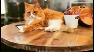 ДУШЕВНЫЕ РАССКАЗЫ❤️МОЙ МУЖИК❤️МАТЬ И МАЧЕХА❤️ХОЗЯЙКА МАРКУСА❤️ВОЛШЕБНЫЕ БОТИНКИ@TEFI РАССКАЗЫ