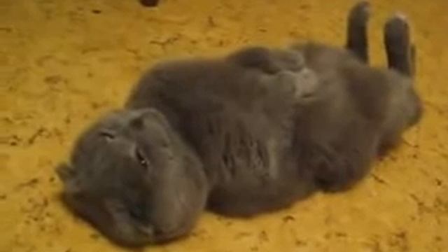 кот в астрале!(Cat In The Astral Plane)