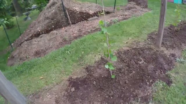 ALL NEW GRAPEVINES PLANTED смотреть онлайн