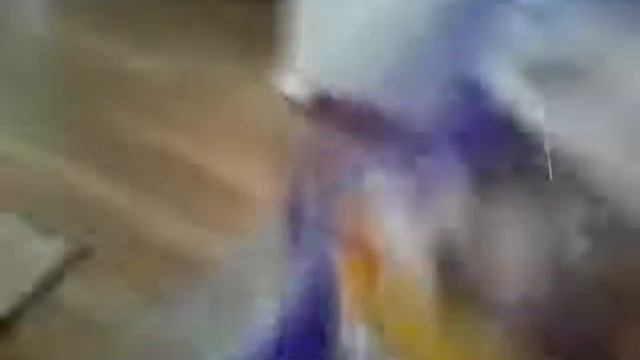 Хомячиха Брусничка и кот Космос