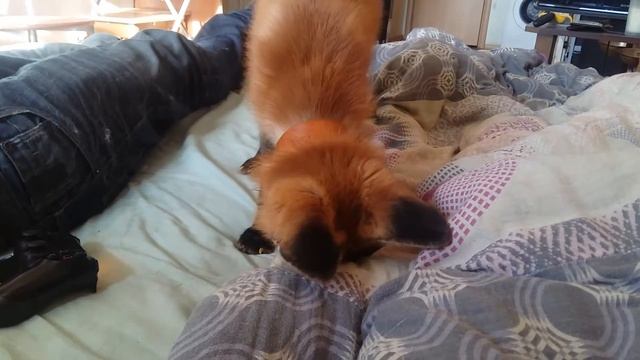 Домашняя лисичка Лия играет