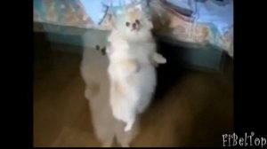 Ice MC - Laika  (Dj Ikonnikov)