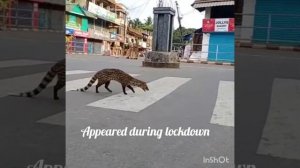 Small Indian Civet , appeared during lock down due to Corona India #civet #marappatty