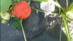 ТВИСТ. Перспективная "клубничная" новинка 23 года.