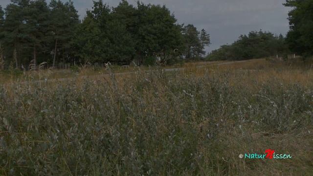 Hermelinskåbe, Cerura Vinula - Puss Moth - Gabelschwanz