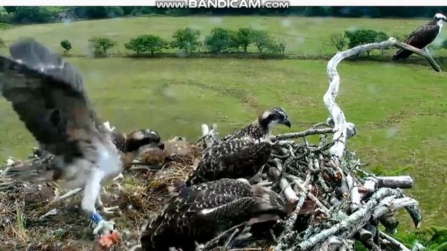 2020 07 01 12 20 - KC2 training with weight © BYWYD GWYLLT GLASLYN WILDLIFE смотреть онлайн