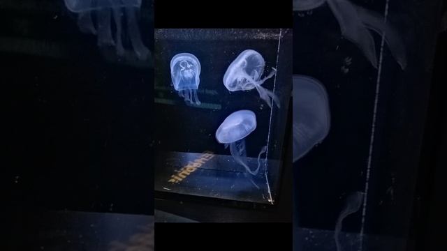 Karmička astrologija :Tranzit Plutona kroz kuće Natalnog horoskopa od 9.do 12. kuće смотреть онлайн