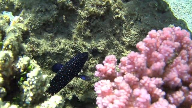 Marsa Alam Maj 2022 Sataya Resort rafa!!💥🐟🐠🐡🐟🐠💥 смотреть онлайн