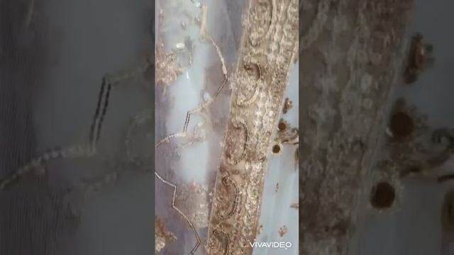 Maha Wajahat Official смотреть онлайн