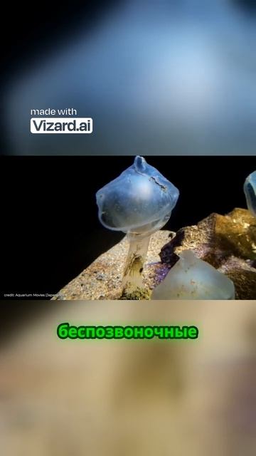 Стратегии охоты глубоководных обитателей