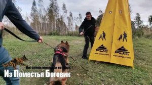 ЛИМОН ИЗ ДОМА ДЖОКЕРА зарисовки с тренинга 06.10.2023 (немецкая овчарка зонарно-рыжая Д/Ш)