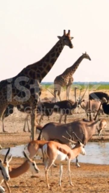 animal#short смотреть онлайн