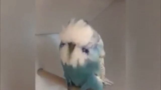 World Online Budgie Show inscription 38 WOBS Budgie Planet 2021 смотреть онлайн