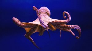 WATOR| Что БУДЕТ, если спасти ОСЬМИНОГА ПОСЛЕ СПАРИВАНИЯ???